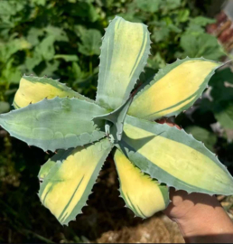Agave ovatifolia 'Beluga'