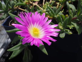 Delosperma sutherlandii