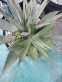 Agave obscura (multihead) - 7,5 ltr