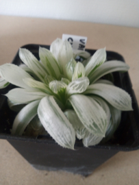 Haworthia cooperi var. Truncata cv. Syiasuodama 'Variegata'