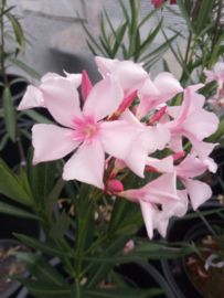 Nerium oleander   'Villa Romaine'