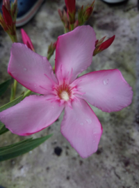 Nerium oleander 'Magaly'