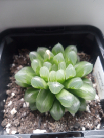 Haworthia cooperi var. Truncata