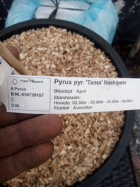 Pyrus pyrifolia 'Tama'