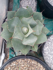 Agave ovatifolia 'Emerald'   1.01 - 10 ltr