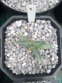 Agave mckelveyana x agave utahensis - 04 - 2 ltr
