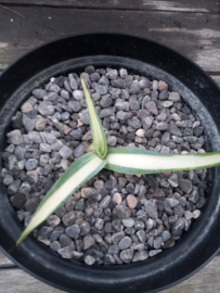 Agave guiengola 'Mediopicta Aurea' - 01 - 2 ltr