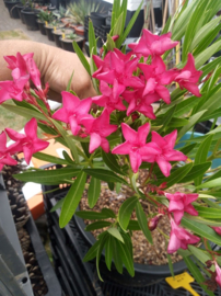 Nerium oleander 'Little Red' / 'Petite Red' / 'Maravenne'