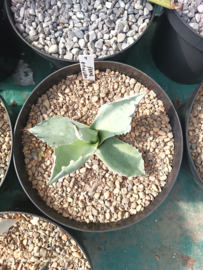 Agave ovatifolia 'Dwarf' - 1.04 - 3 ltr