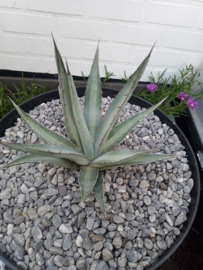 Agave lechuguilla 'Pale blue'