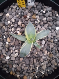Agave parrasana 'Sea Star' (oude naam: Agave ovatisana 'Sea Star') - 3 ltr