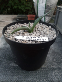 Agave asperrima 'Zarcensis' - 3 ltr