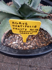 Agave ovatifolia 'Frosty Blue Mediopicta Shadow' - 18 ltr
