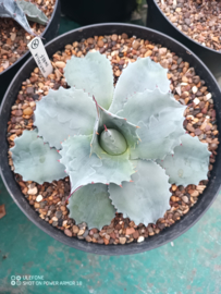 Agave ovatifolia 'Dwarf'