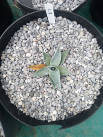 Agave ovatifolia 'Frosty Blue'   2.08 - 7,5 ltr