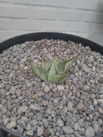 Agave parrasana - 3 ltr