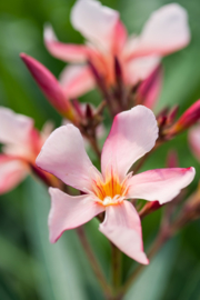 Nerium oleander 'Soleil Levant'