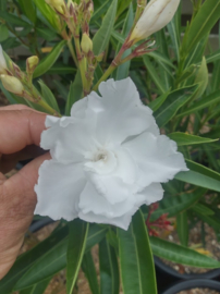 Nerium oleander 'Candeur'