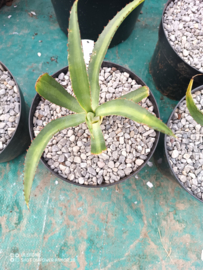 Agave x amourifolia 'Twisted Tongue' - 1.02 - 3 ltr