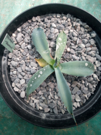 Agave parrasana 'Triumphant' - 3 ltr