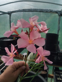 Nerium oleander 'Tito Poggi'