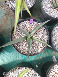 Agave nigra - 3 ltr