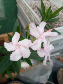 Nerium oleander 'Kewpie'