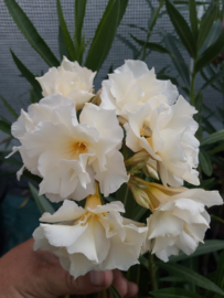 Nerium oleander  'Luteum Plenum' / 'Mathilde Ferrier'