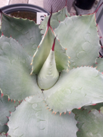 Agave ovatifolia 'Emerald'   1.01 - 10 ltr