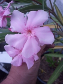 Nerium oleander    'Cavalaire' / 'Madame Allen' / 'Madame Planchon'