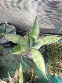 Agave chrysantha - 01 - 7,5 ltr