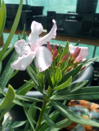 Nerium oleander 'Maguellone'