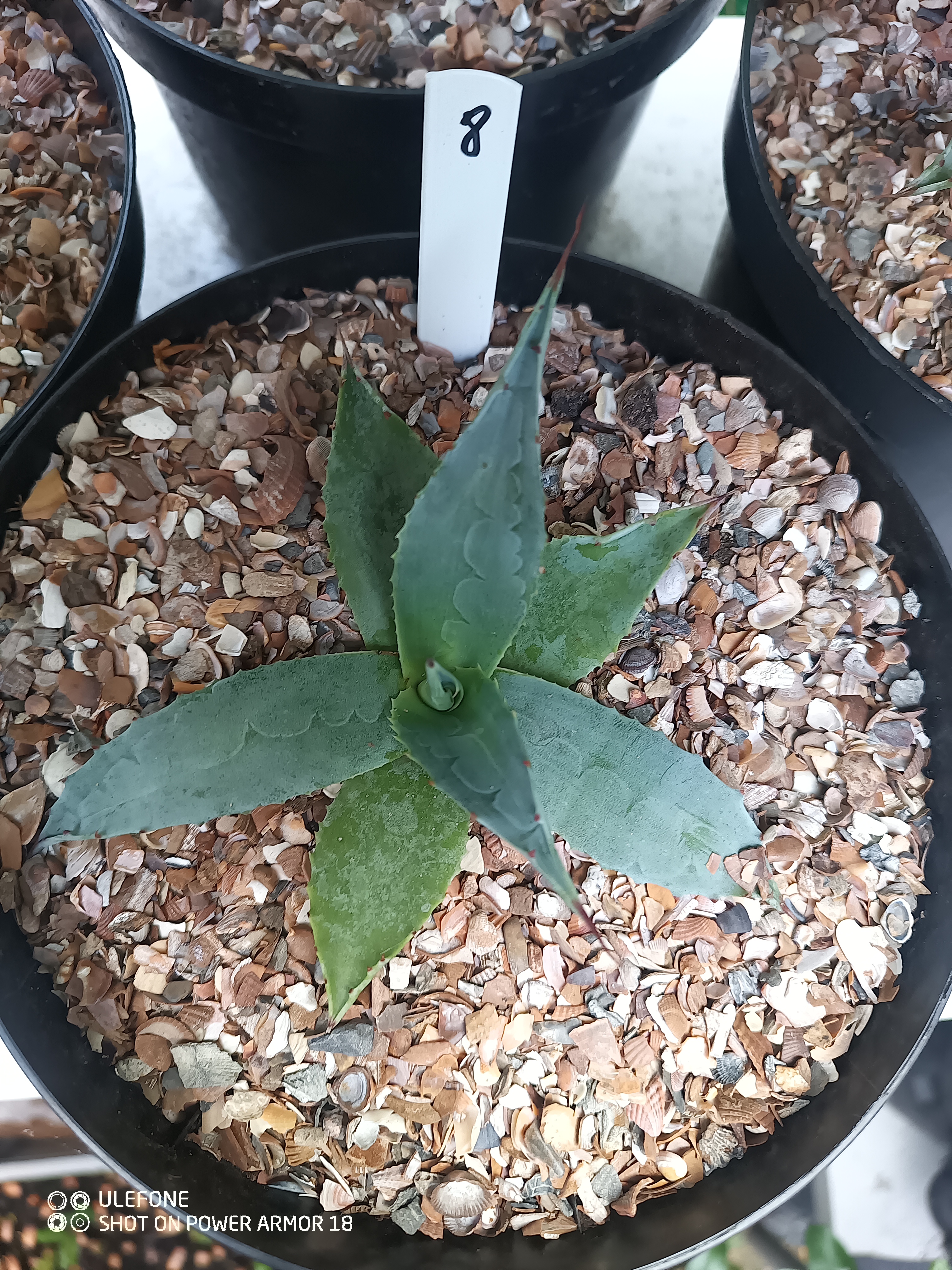 Agave ovatifolia 'Vanzie' 1.08 - 3 ltr