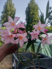 Nerium oleander 'Eole'