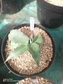 Agave ovatifolia 'Sierra Lampazos' - 4.01 - 3 ltr