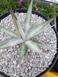 Agave lechuguilla 'Pale blue'
