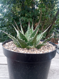 Agave montana - 01 - 7,5 ltr