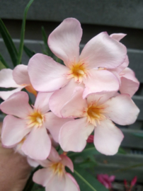 Nerium oleander 'Dottore Attilio Ragionieri' / 'Dr. Ragione'