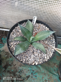 Agave chrysantha - 03 - 7,5 ltr