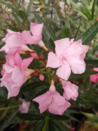 Nerium oleander 'Maguellone'