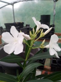 Nerium oleander 'Toulouse'