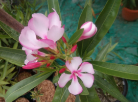 Nerium oleander 'Virginie'