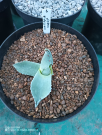 Agave ovatifolia 'Dwarf' - 1.06 - 3 ltr