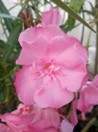 Nerium oleander 'Rose des Borrels'