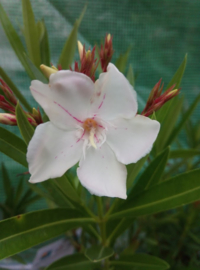 Nerium oleander 'Harriet Newding'
