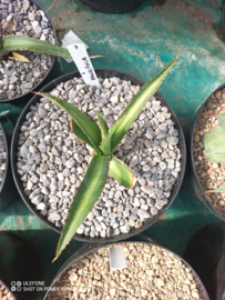 Agave x amourifolia 'Twisted Tongue' - 1.07 - 3 ltr