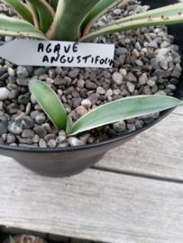 Agave angustifolia 'Variegata' - 7,5 ltr