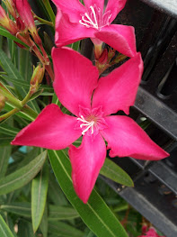 Nerium oleander 'Vuelta'