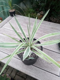 Agave angustifolia 'Variegata' - 7,5 ltr