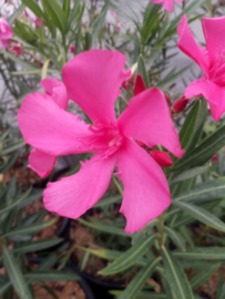 Nerium oleander 'Manon' [Exclusief, vermeerderen verboden]